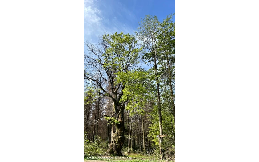 Grenzbuche Markenbaum Südhangweg