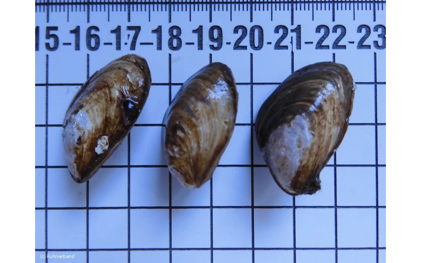 Quaggamuschel