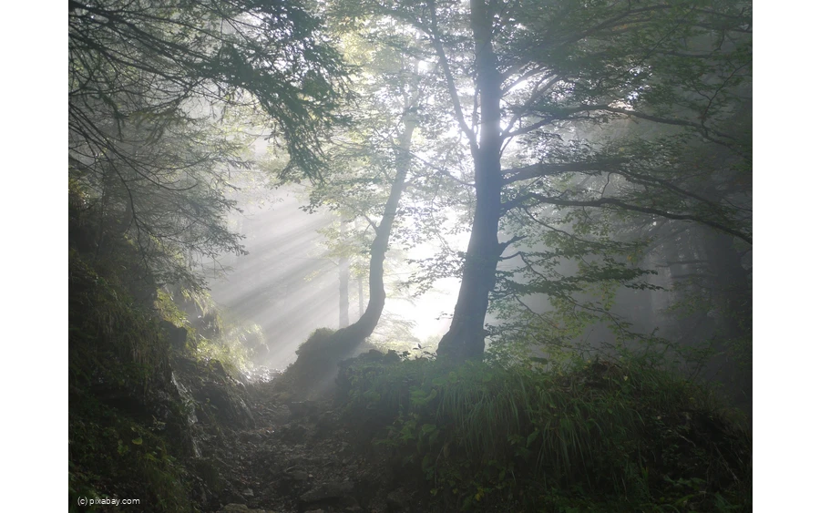 Wald  mit Nebel - pixabay