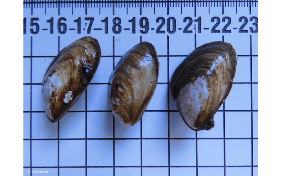 Quaggamuschel