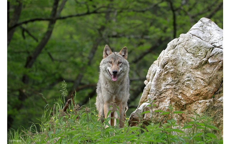 Wolf