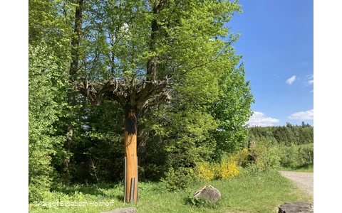 Rastplatz Jägerfichte