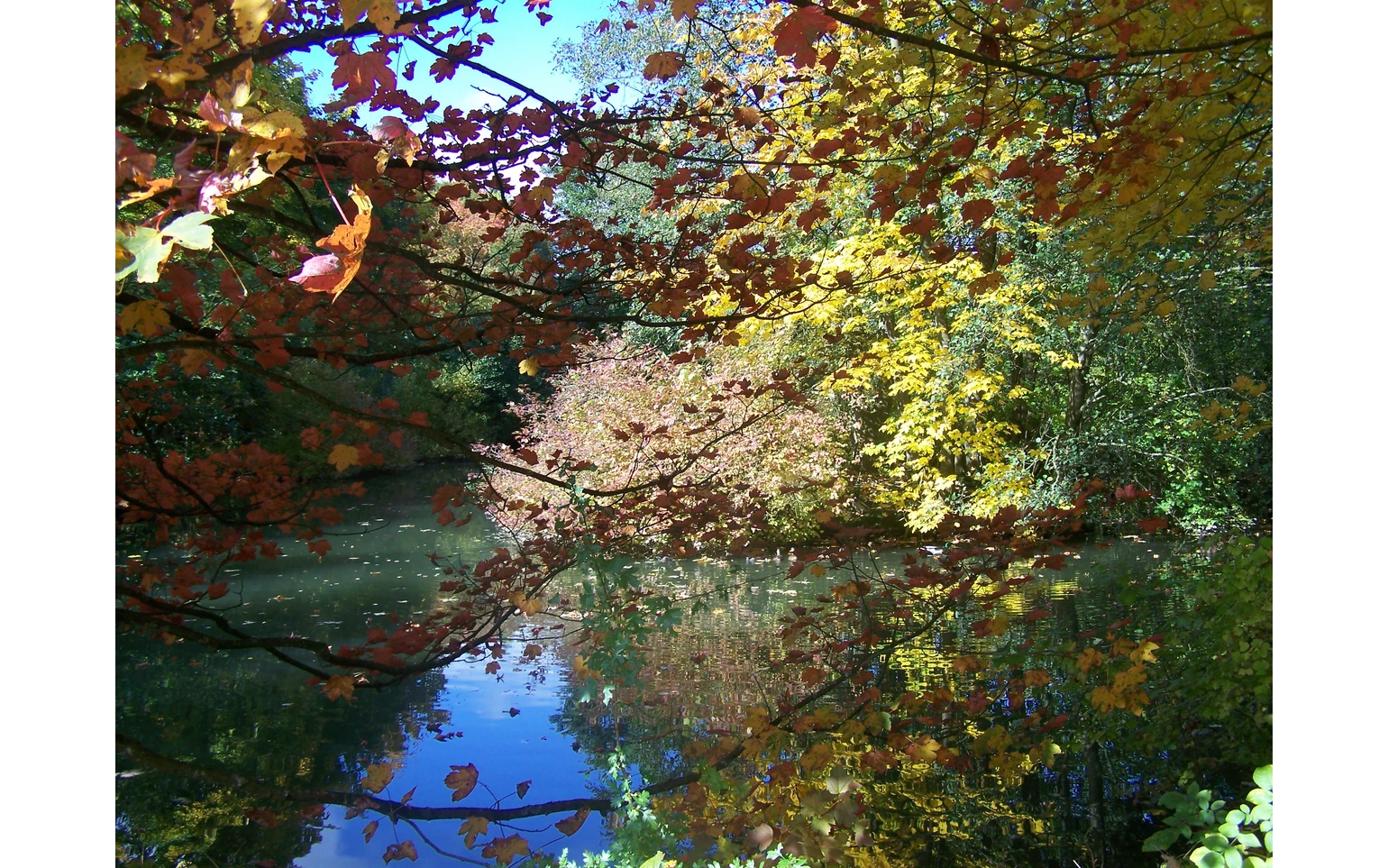 herbstlicher Mikrokosmos