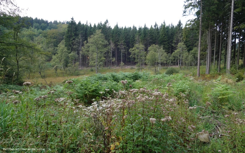 Das Sumpfgebiet rund um die "Grundlose"
