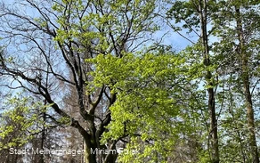 Grenzbuche Markenbaum Südhangweg