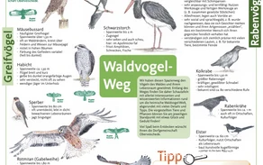 Waldvogelweg Oberveischede Waldvogelweg Oberveischede