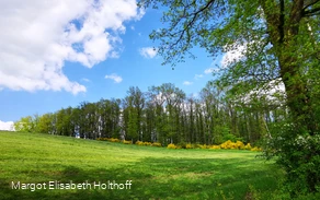 Laubwald im Frühling.jpg