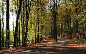 Dörnschlader Wald