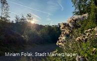 Sauerland-Höhenflug in der Morgensonne