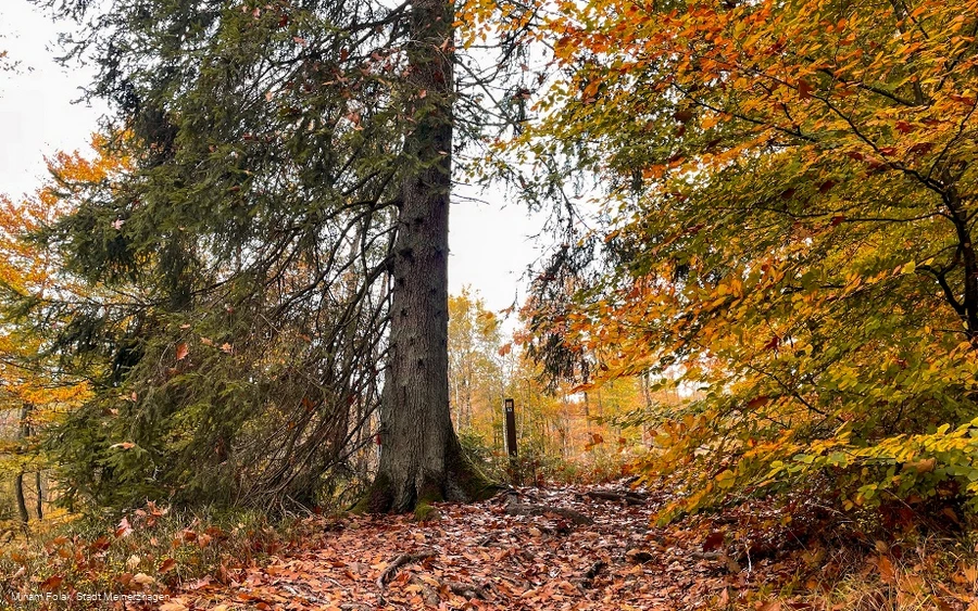Der Sauerland-Höhenflug im Herbst