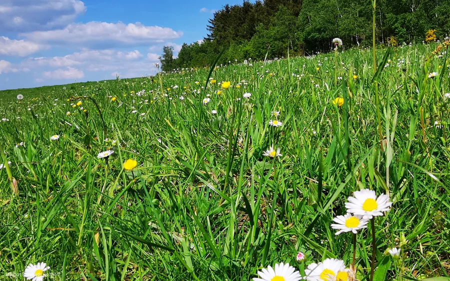 Landschaftsimpressionen oberhalb A1.jpg