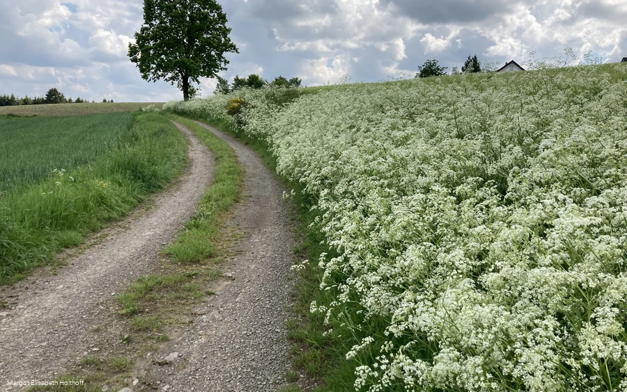 d in Richtung Sendschotten.jpg