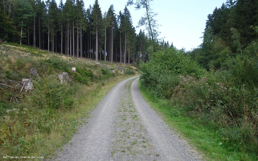 Zu Beginn führt der Weg uns in Richtung Wald