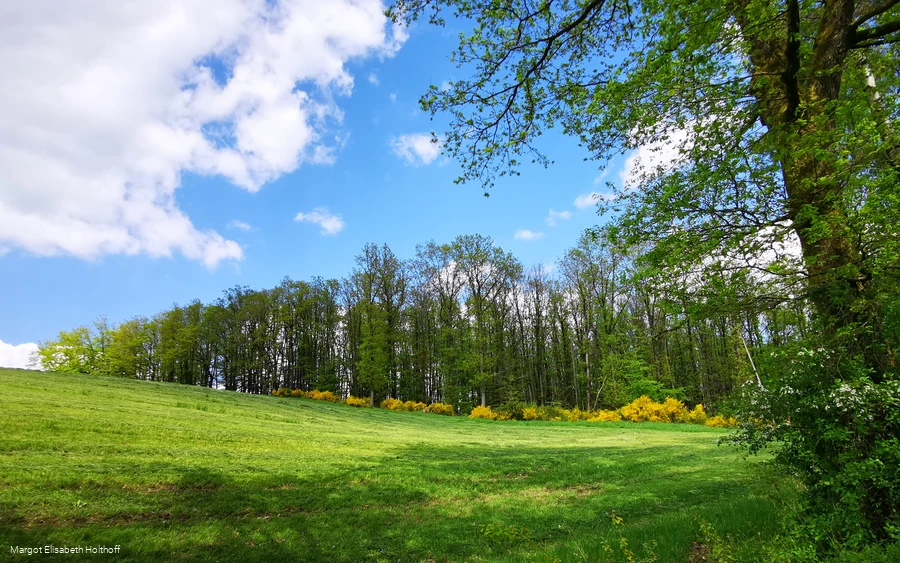 Laubwald im Frühling.jpg