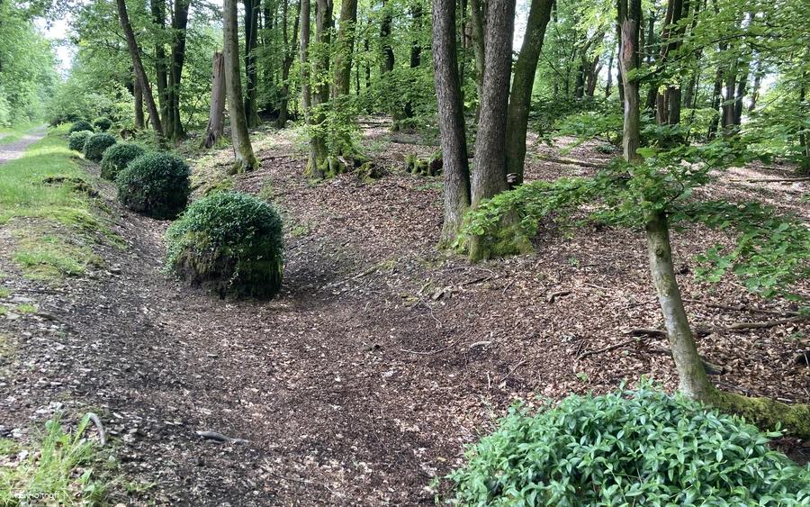 Mooskugeln im Hohlweg