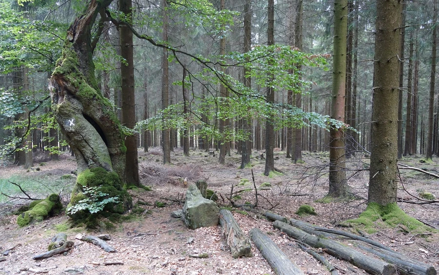Beeindruckende Natur am Wegesrand