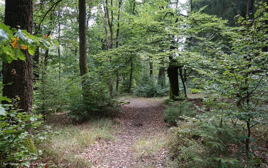 Wegeführung mitten durch den Wald