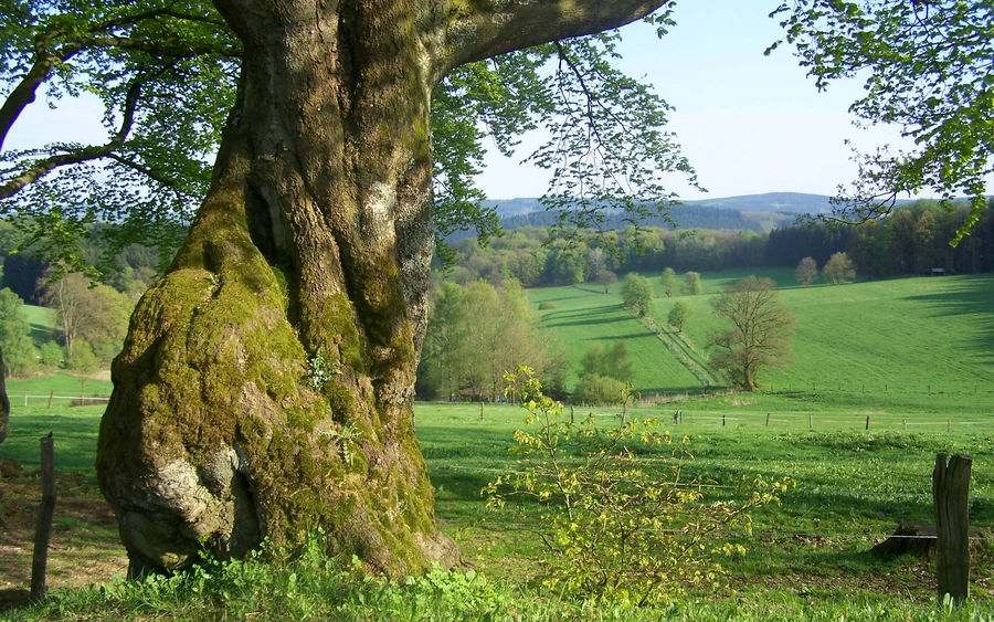 Eichenstamm