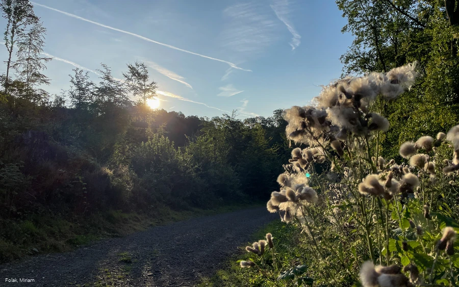 Der Weg eignet sich perfekt für einen Spaziergang am Morgen