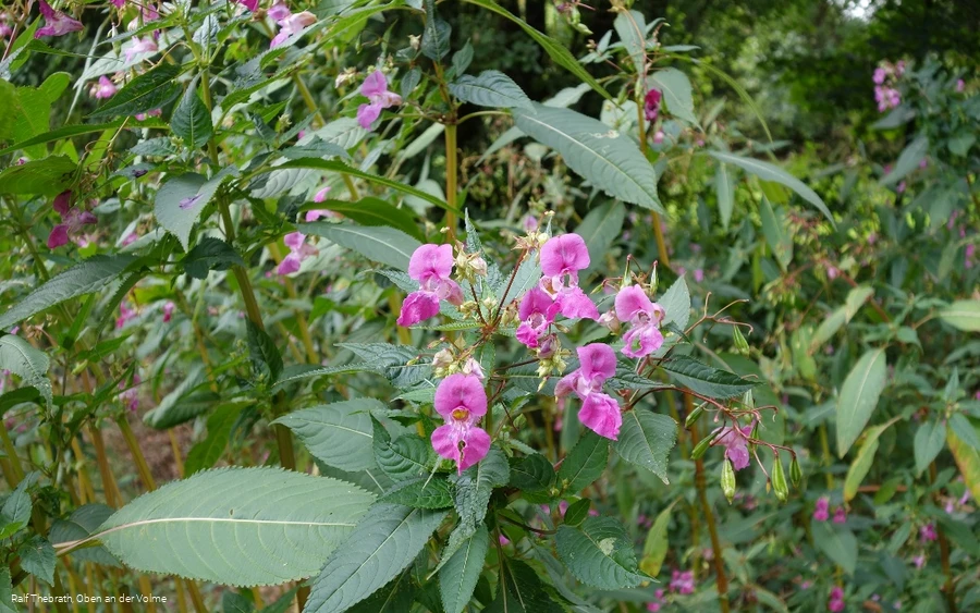 Pflanzenvielfalt im Bereich der jungen Lister