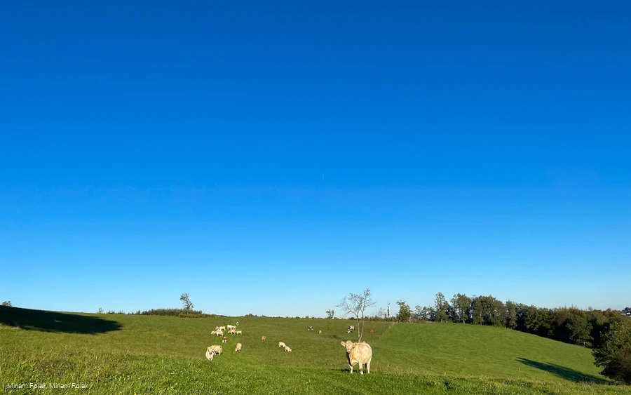 Weide am Fritz-Paulmann-Weg