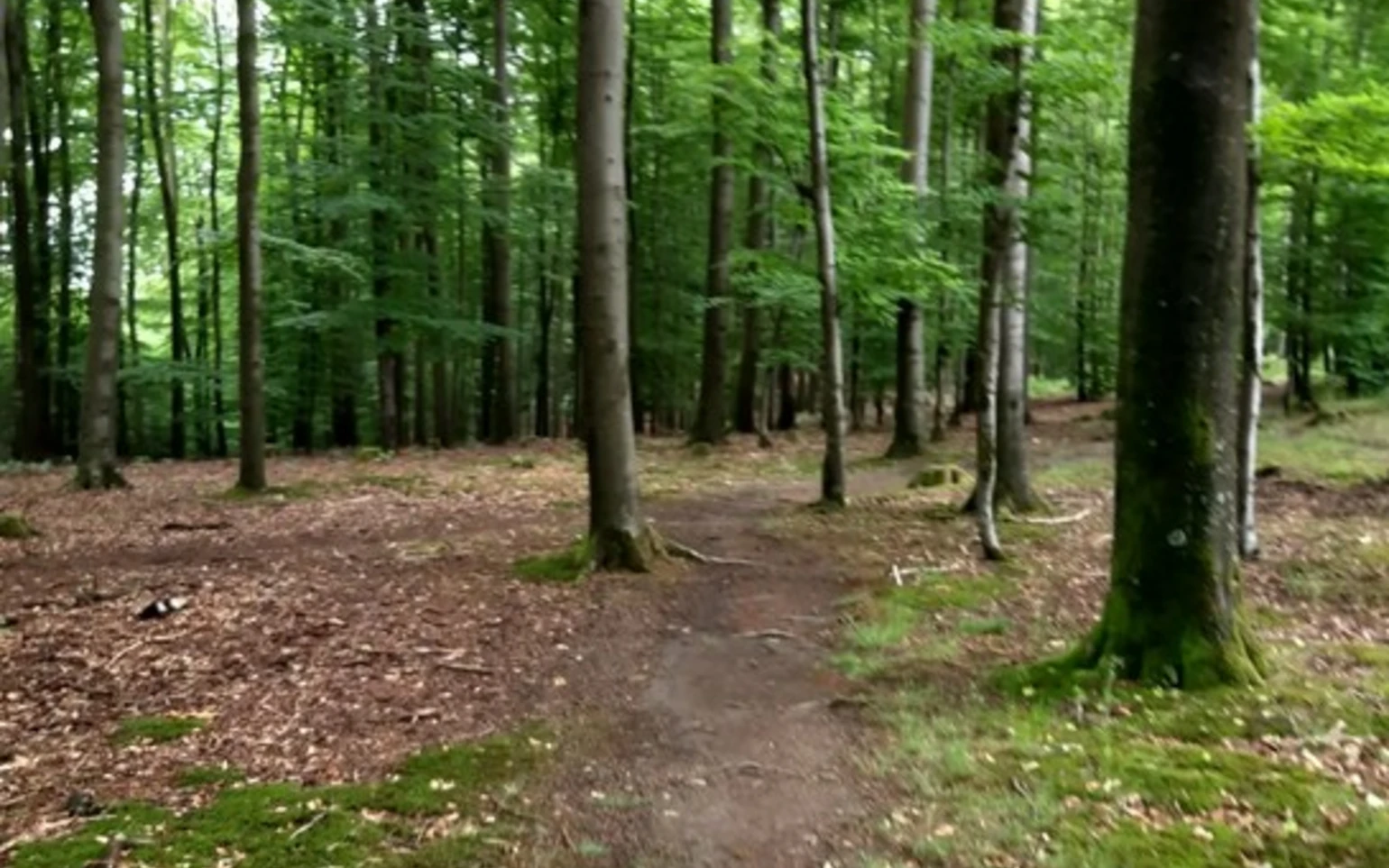 Wald