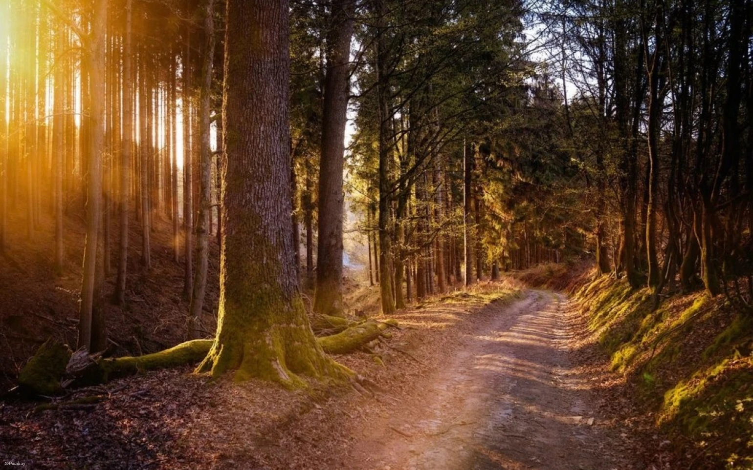 Wald-wandern.jpg