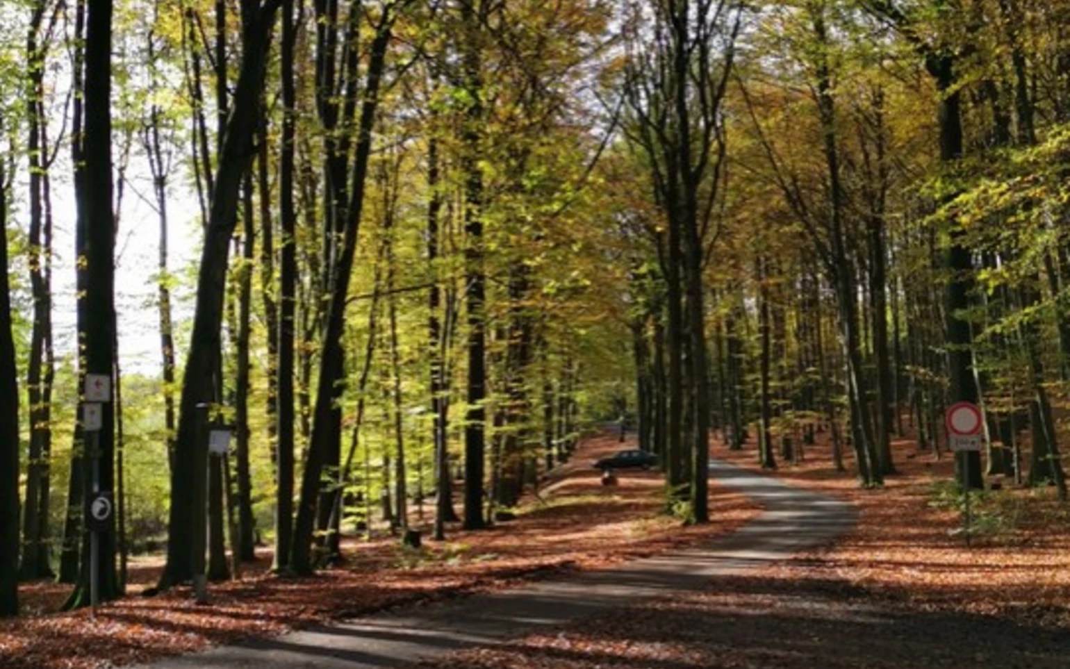 Dörnschlader Wald
