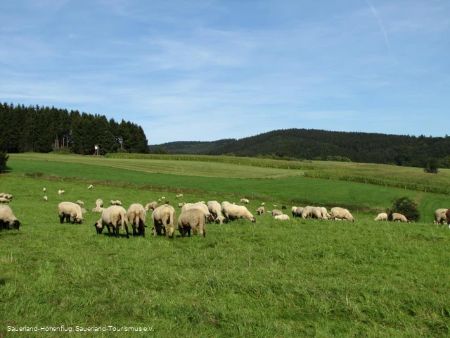 Schafe bei Hösinghausen