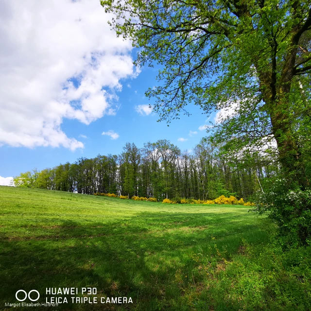 Laubwald im Frühling.jpg