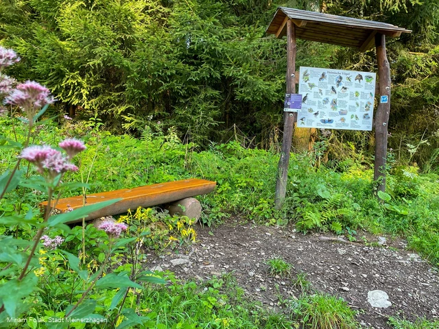 WaldAktivPfad am Wanderbaren M