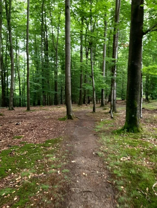 Wald