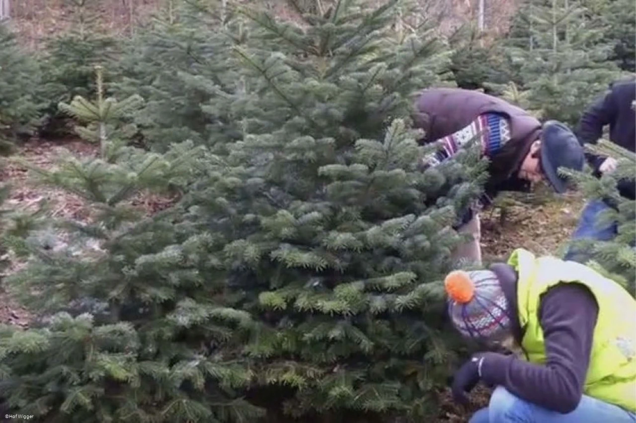Weihnachtsbäume.jpg