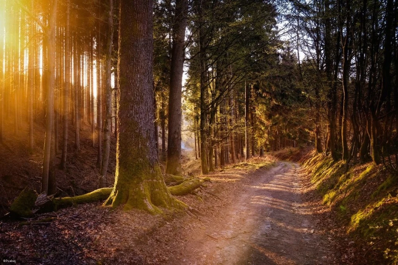 Wald-wandern.jpg