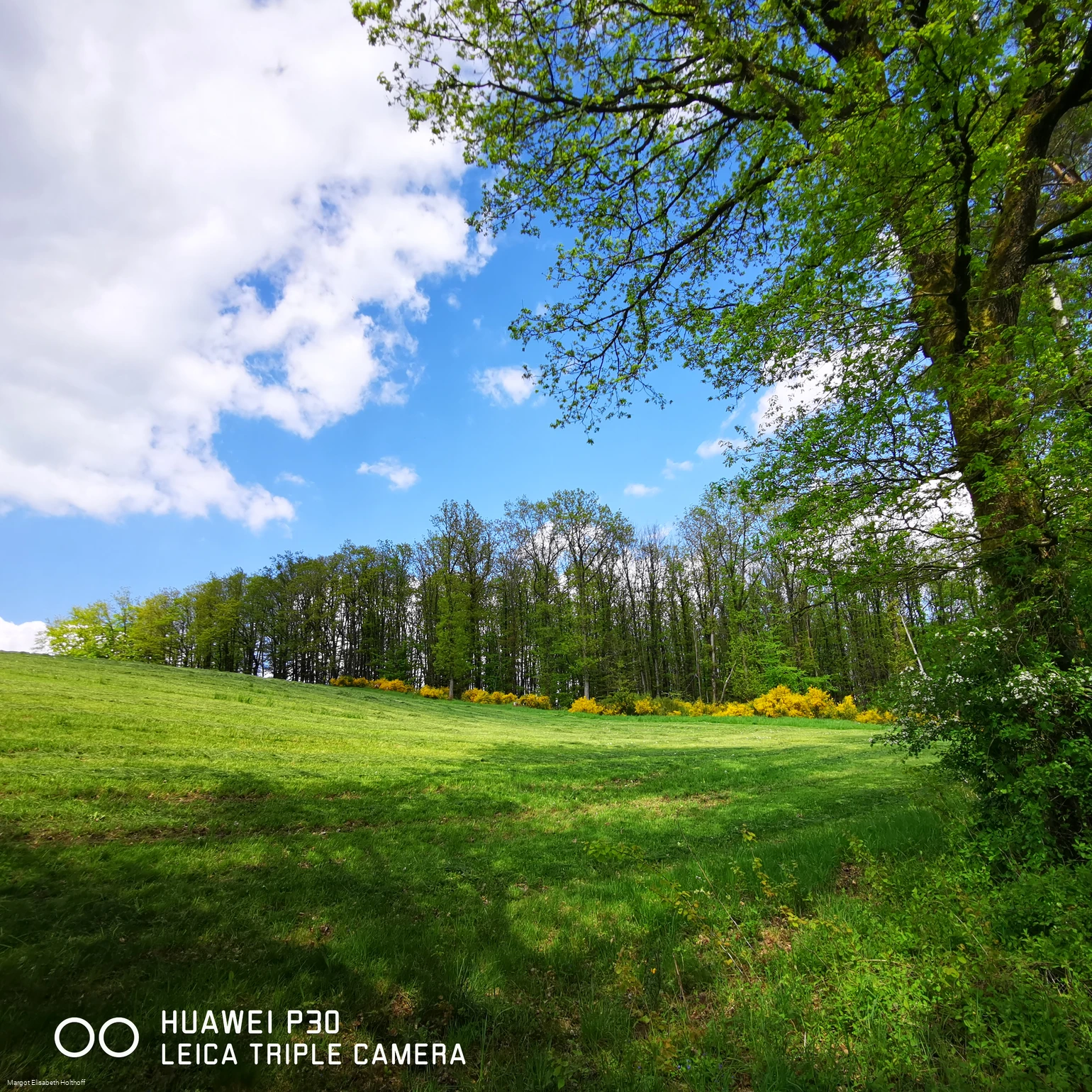 Laubwald im Frühling.jpg