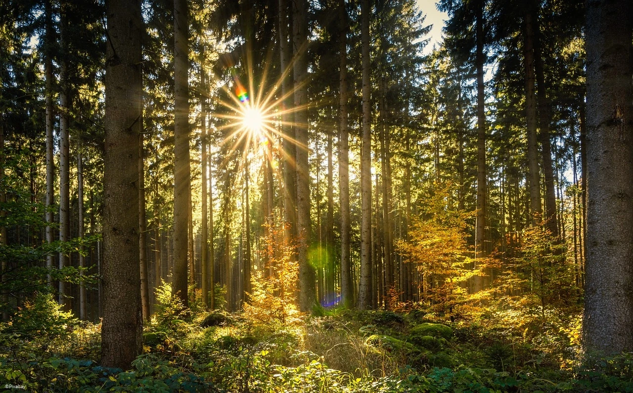 Herbstwald.jpg Herbstwald.jpg